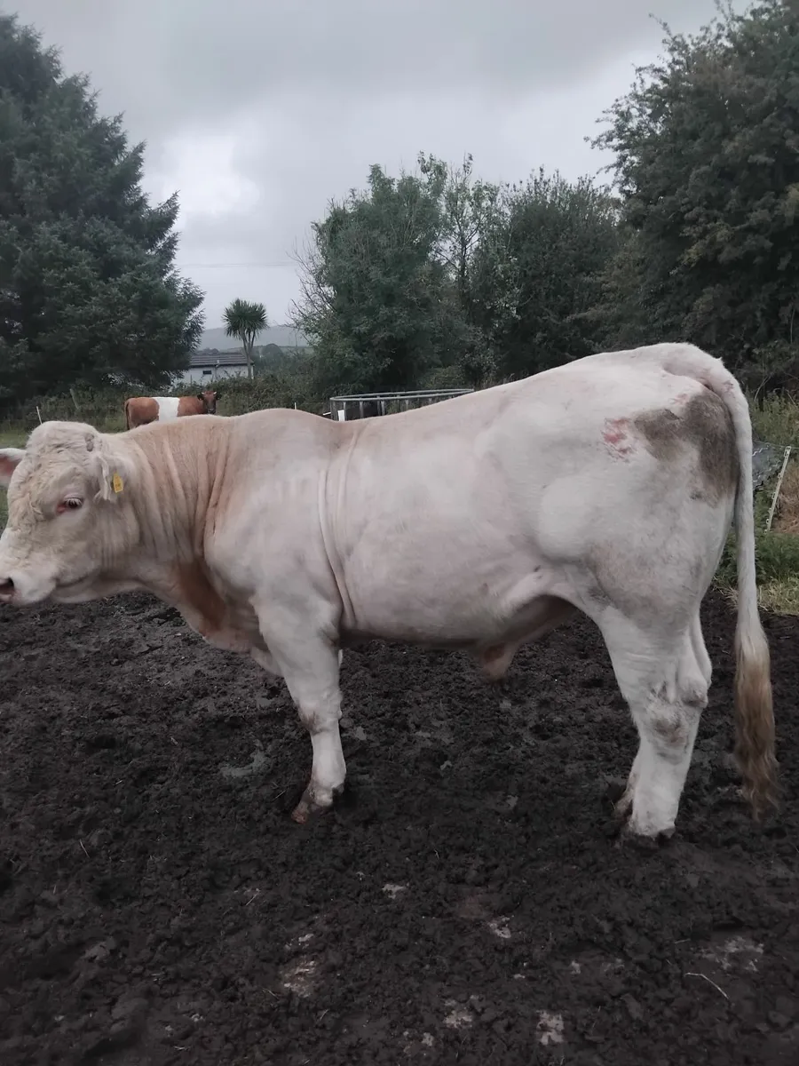 Charolais bull - Image 1