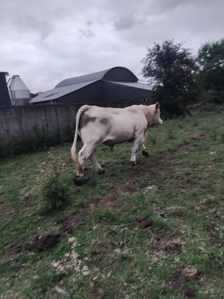 Charolais bull - Image 2