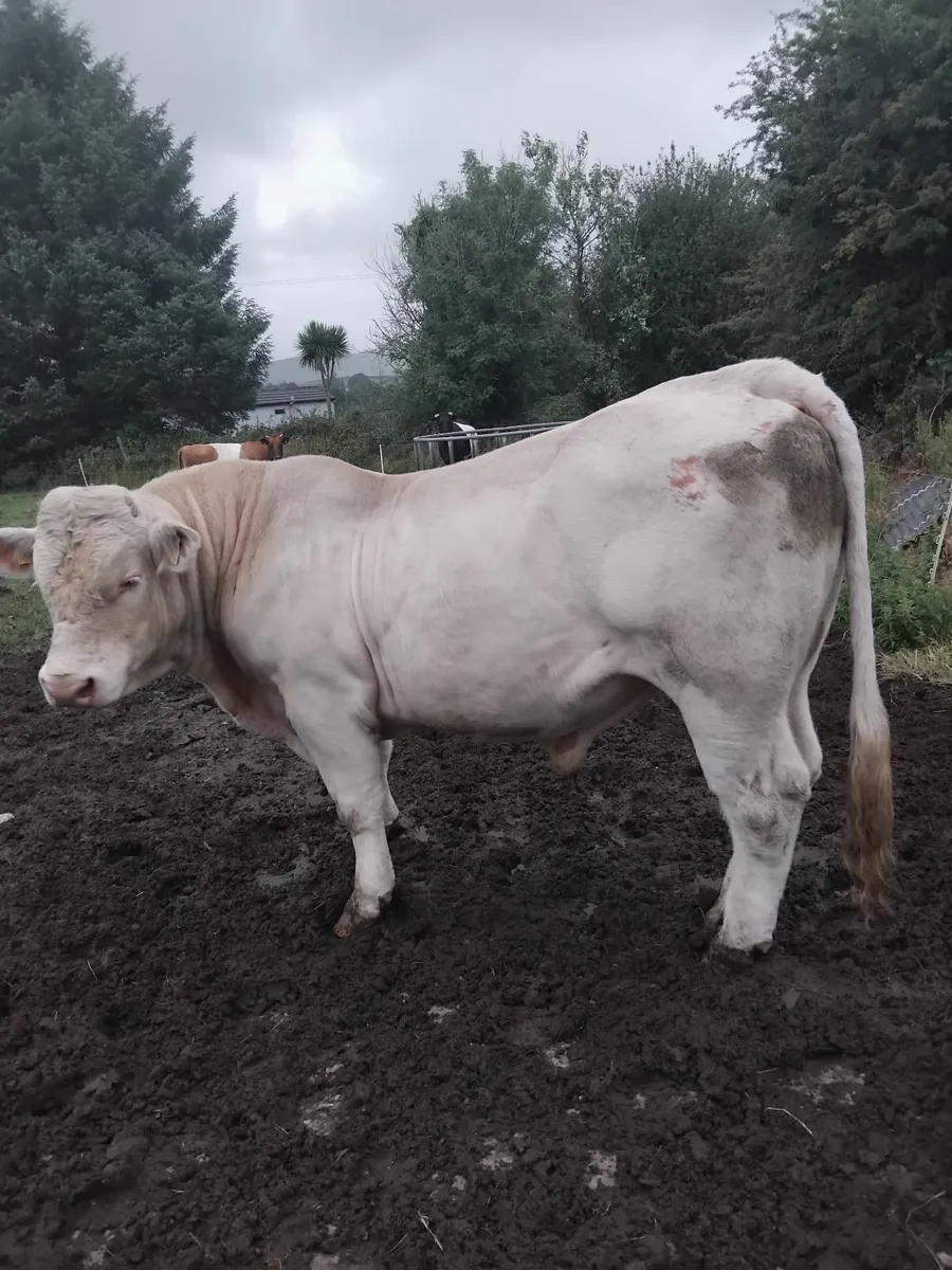 Charolais bull - Image 3