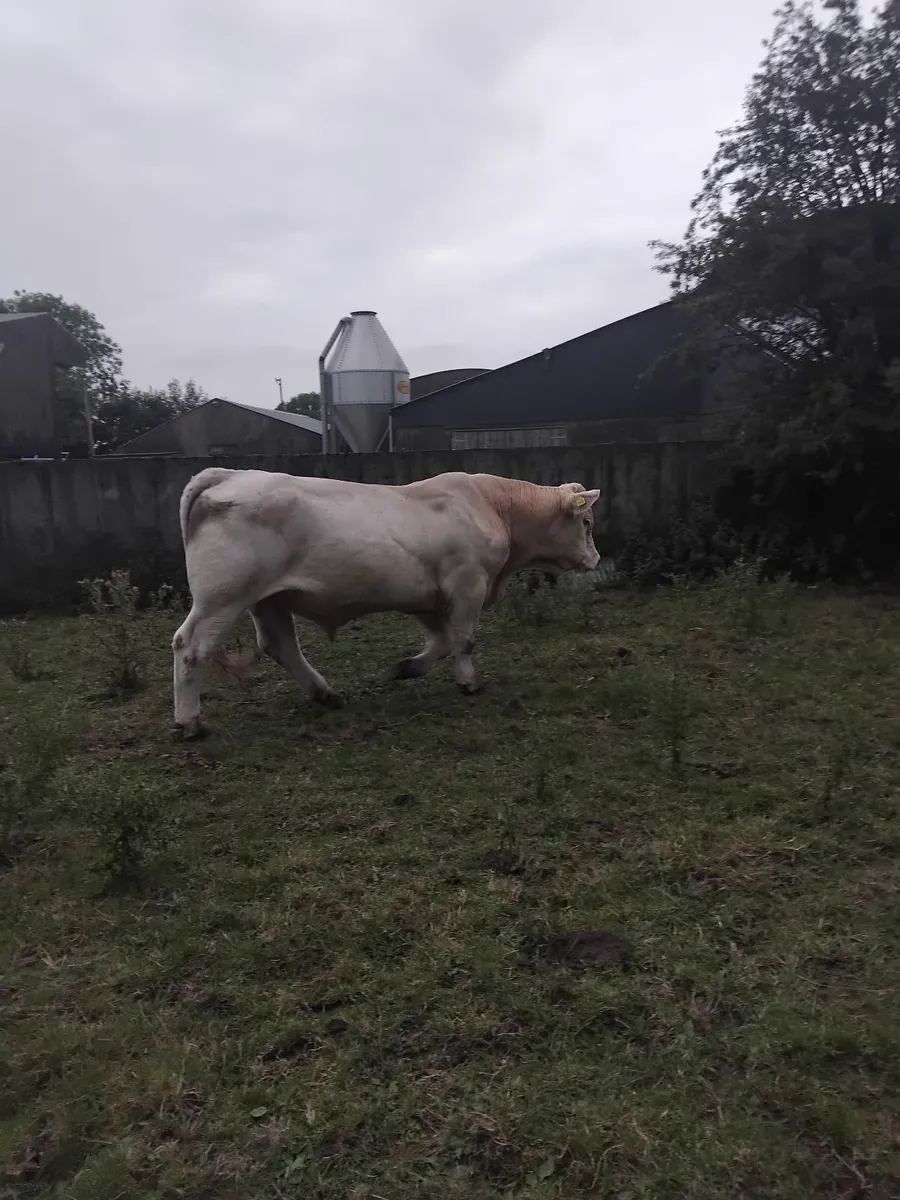 Charolais bull - Image 4