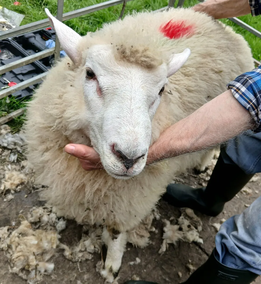 Galway lambs - Image 1