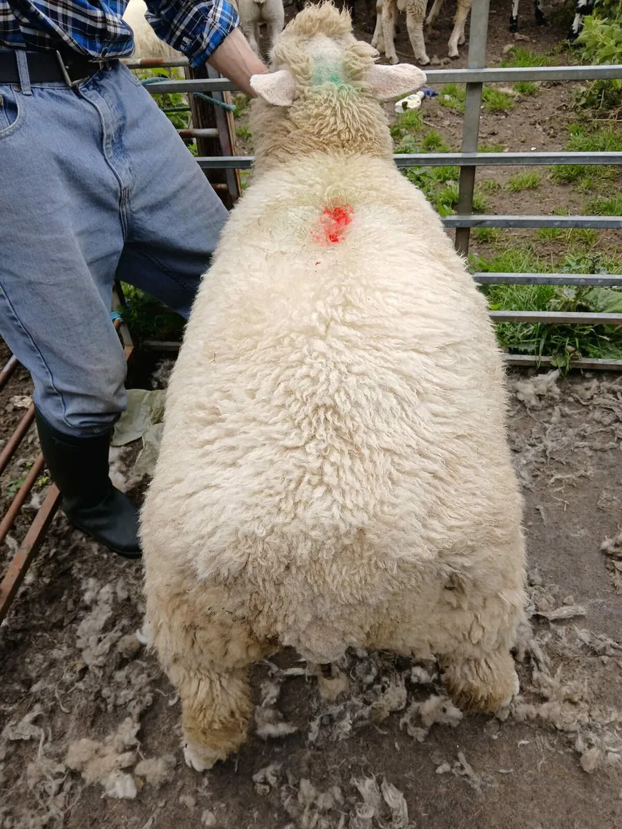 Galway lambs - Image 2