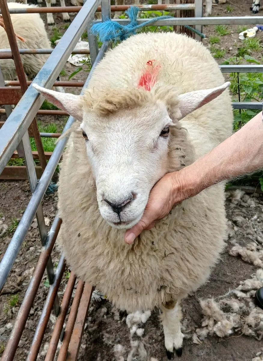 Galway lambs - Image 3