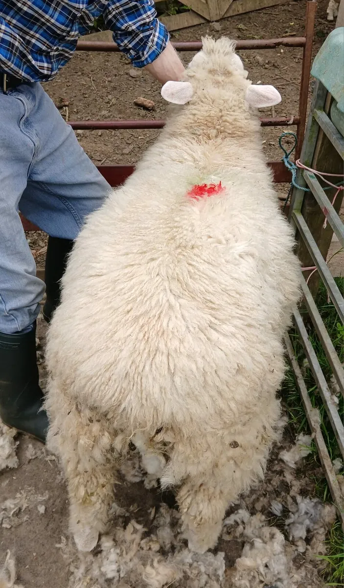 Galway lambs - Image 4
