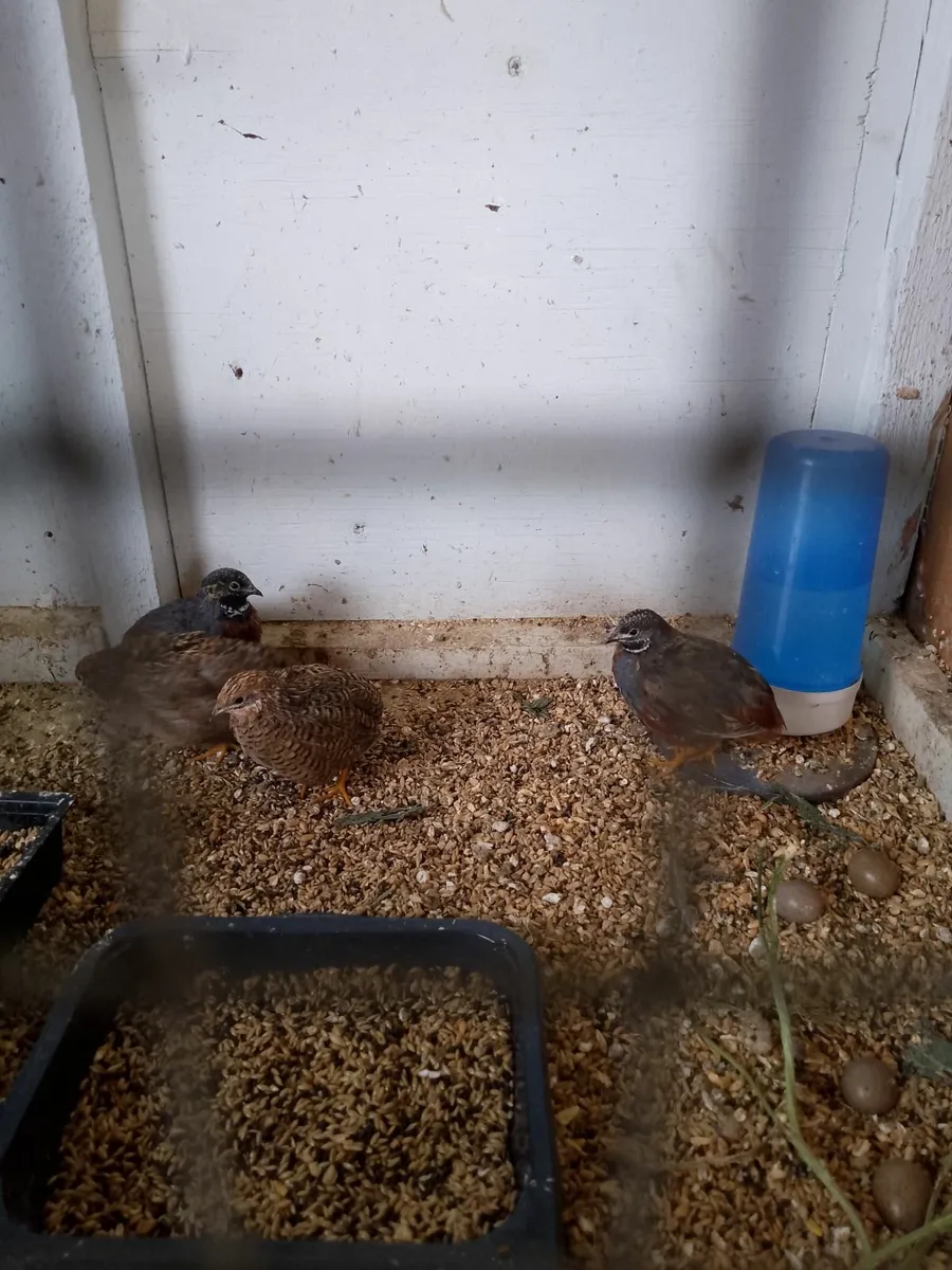 Quail - Image 1