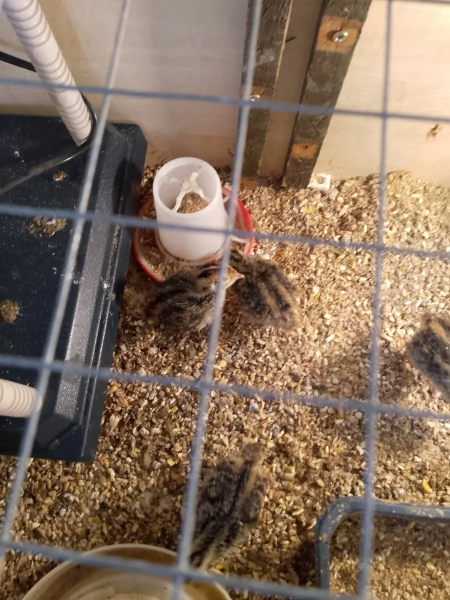Quail - Image 2