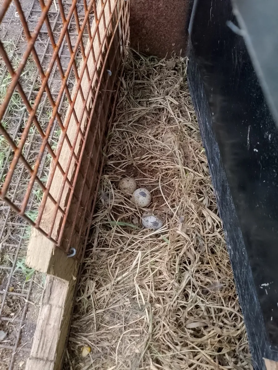 Quail - Image 3