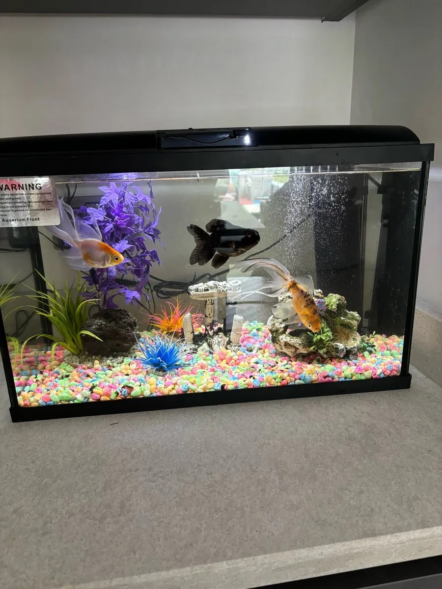 Fish tank - Image 1