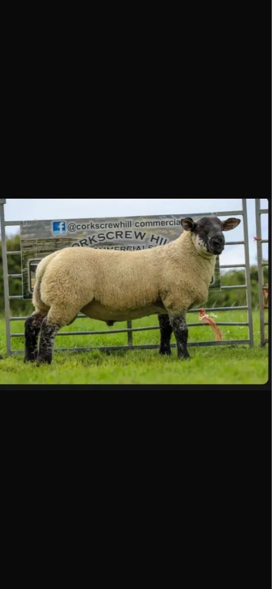 Suftex ram lambs - Image 1