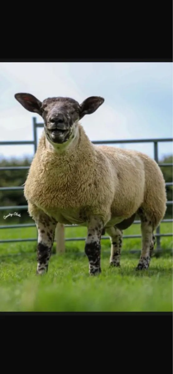 Suftex ram lambs - Image 2
