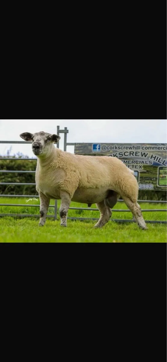 Suftex ram lambs - Image 3