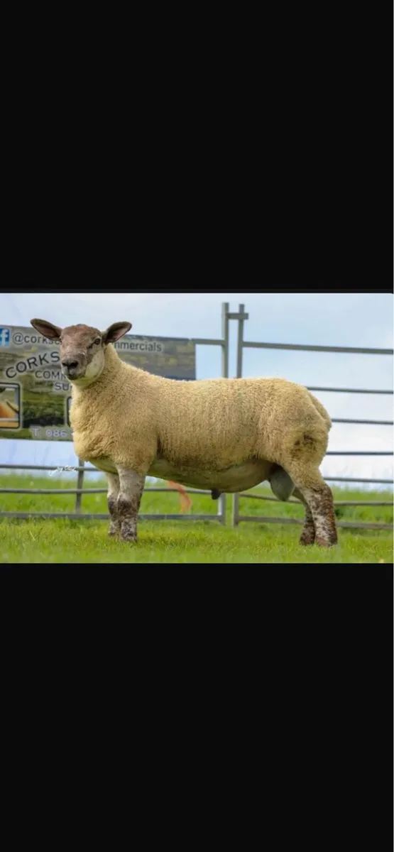 Suftex ram lambs - Image 4