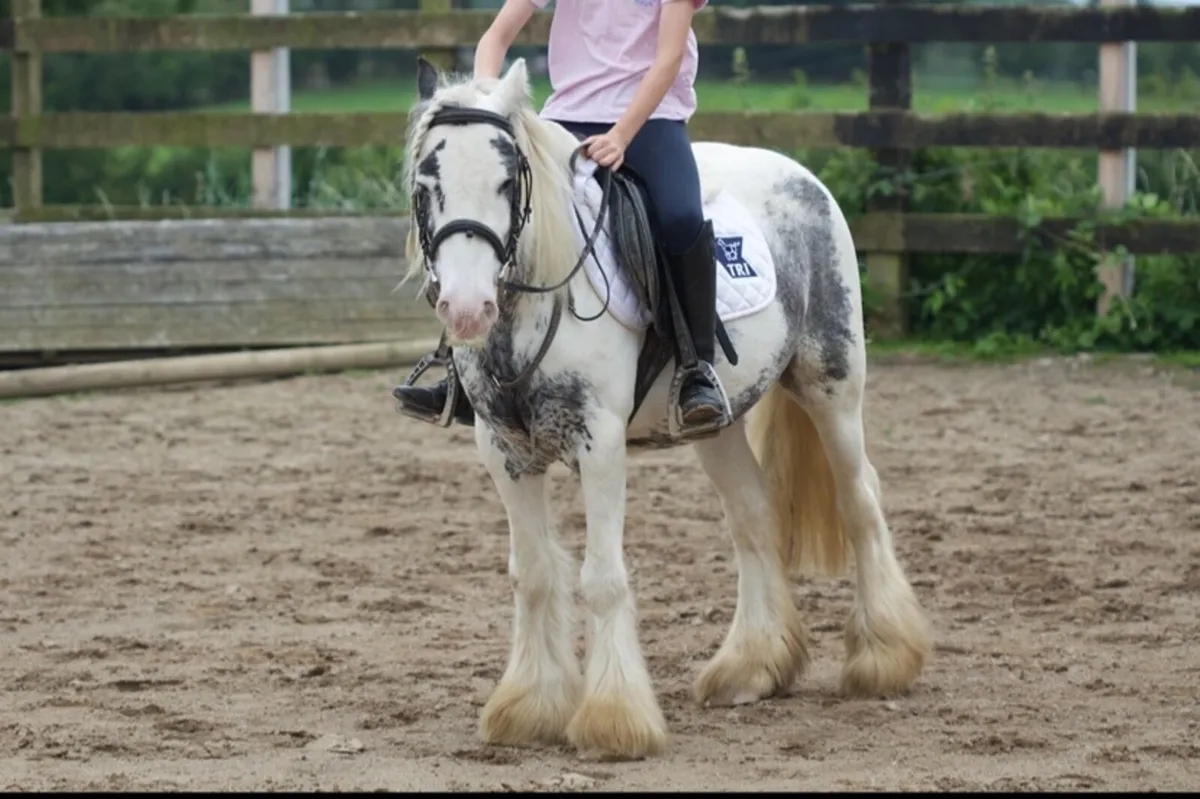 Kids pony - Image 2