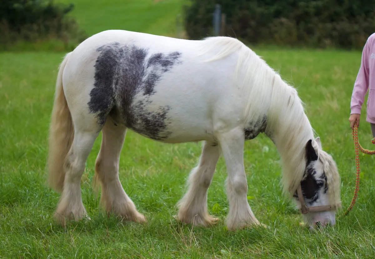 Kids pony - Image 4