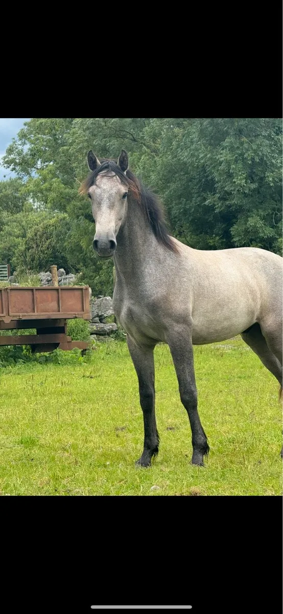 Grey Gelding - Image 1