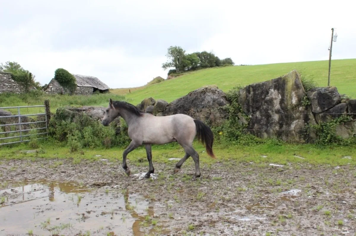 Grey Gelding - Image 2