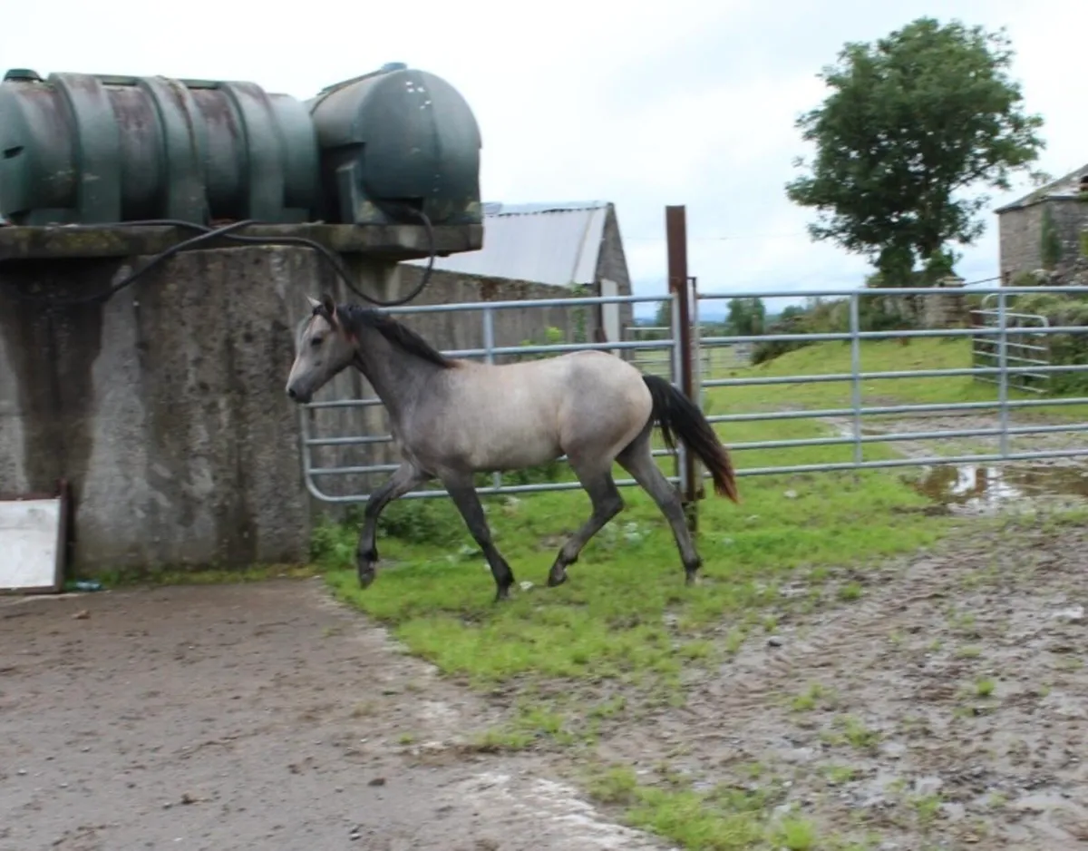 Grey Gelding - Image 3