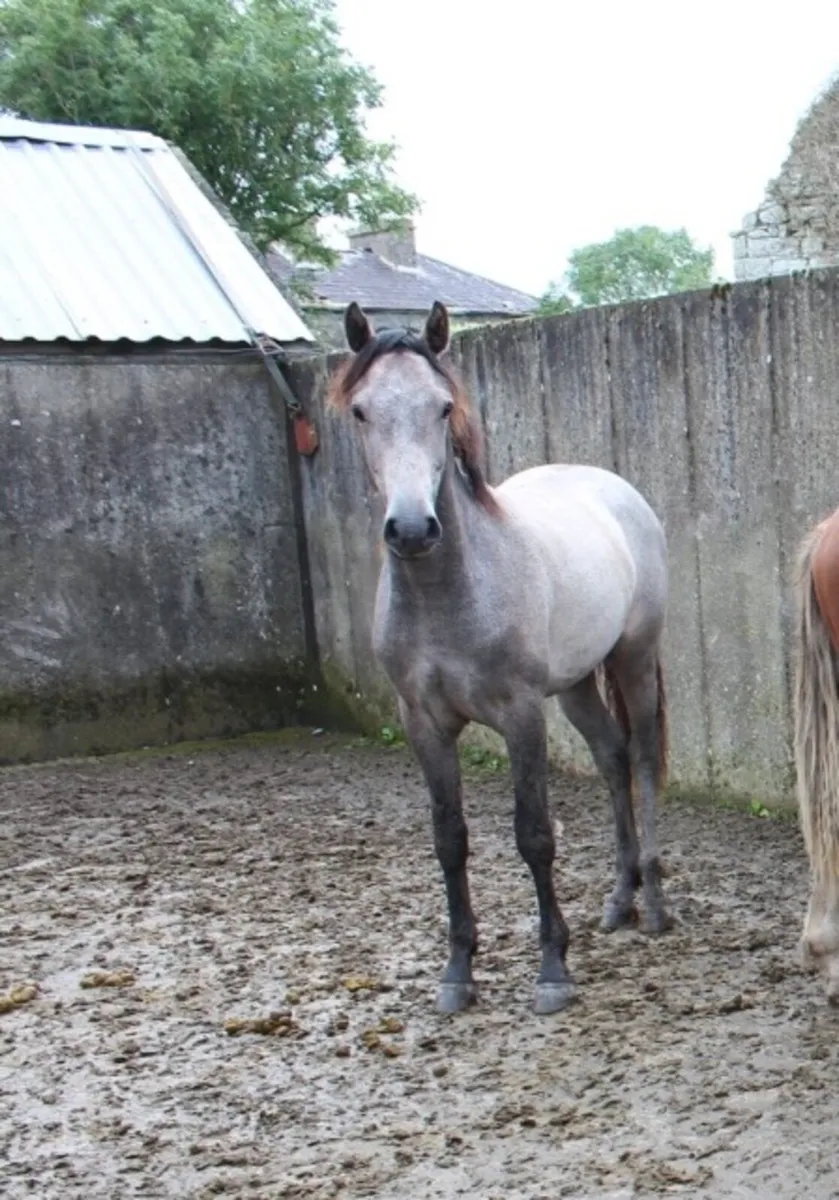 Grey Gelding - Image 4