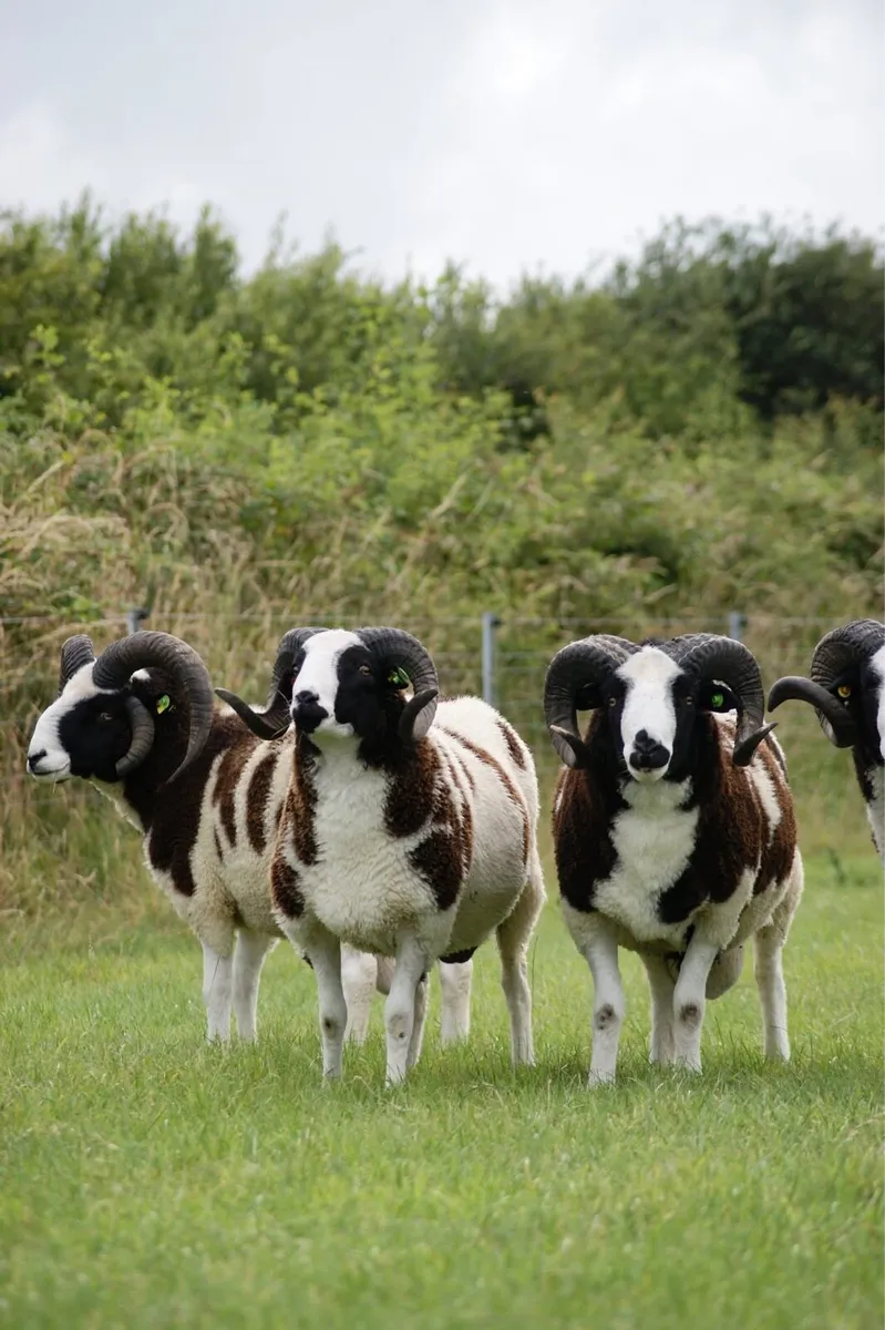 Pedigree Jacob Rams & Ram Lambs - Image 1