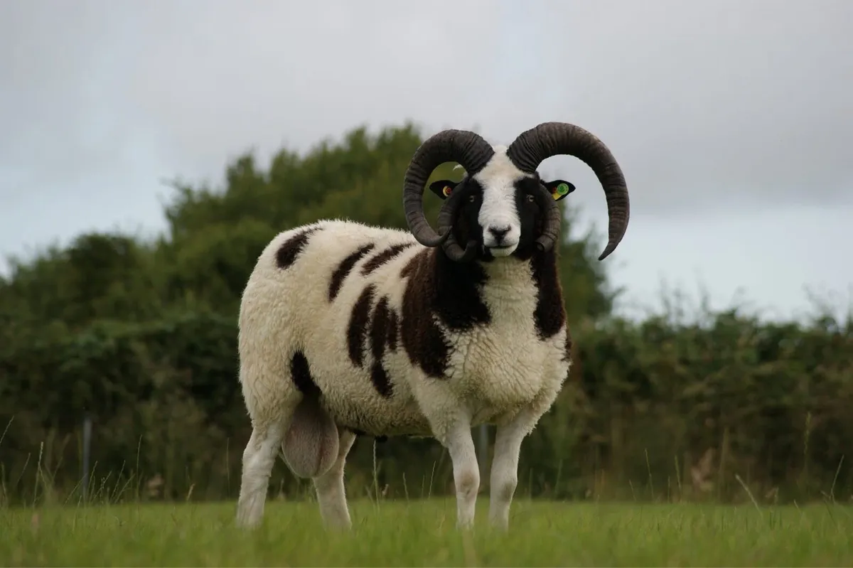 Pedigree Jacob Rams & Ram Lambs - Image 4