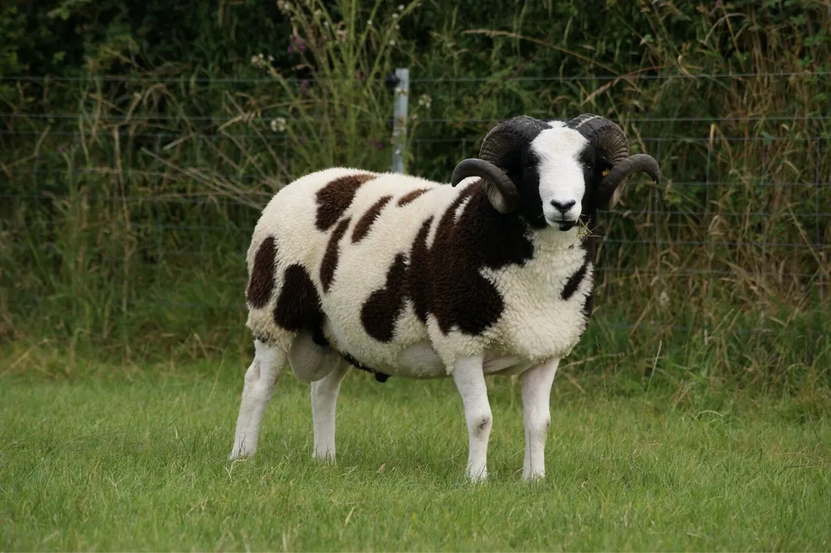 Pedigree SIS Jacob Rams & Ram Lambs - Image 4
