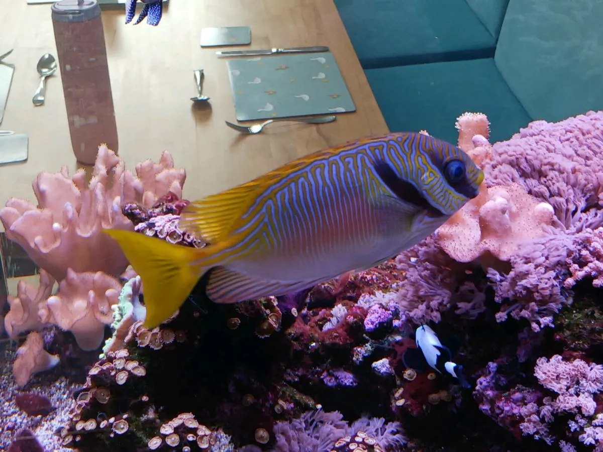 Rabbitfish (Siganus Doliatus) - Image 1