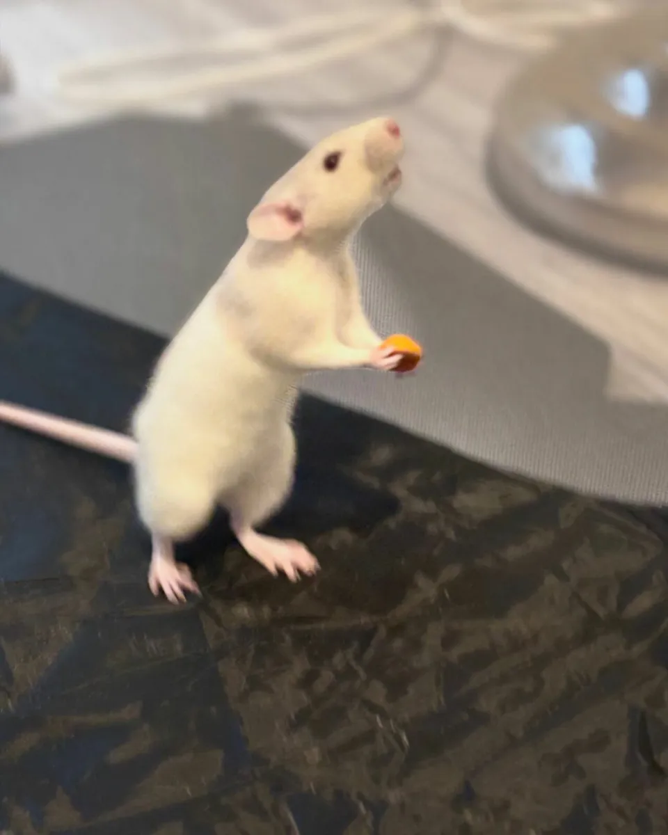 Rats - Image 2