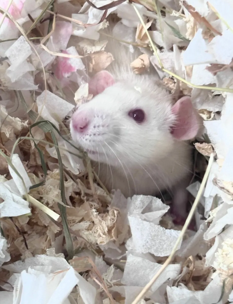 Rats - Image 3