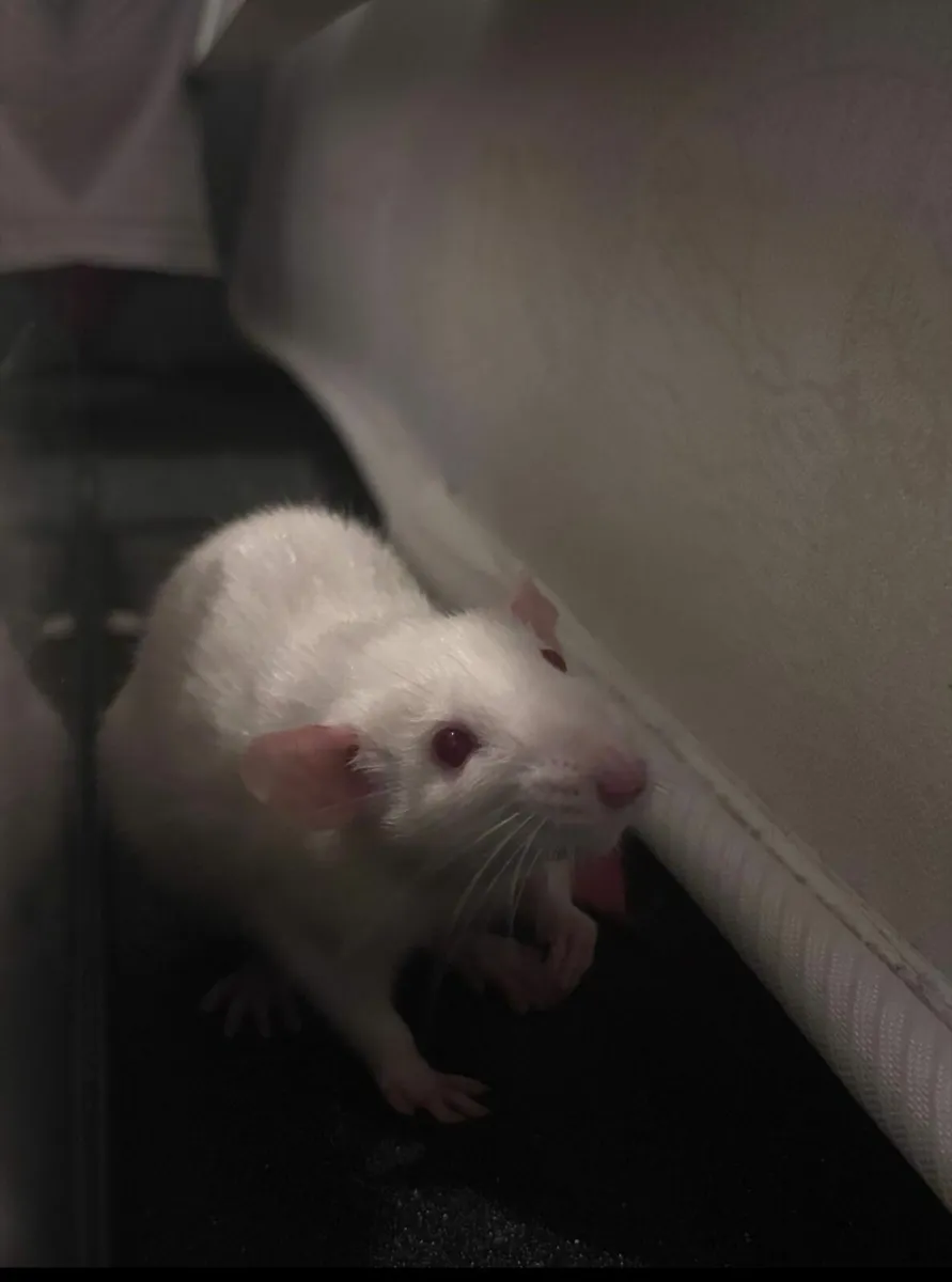 Rats - Image 4