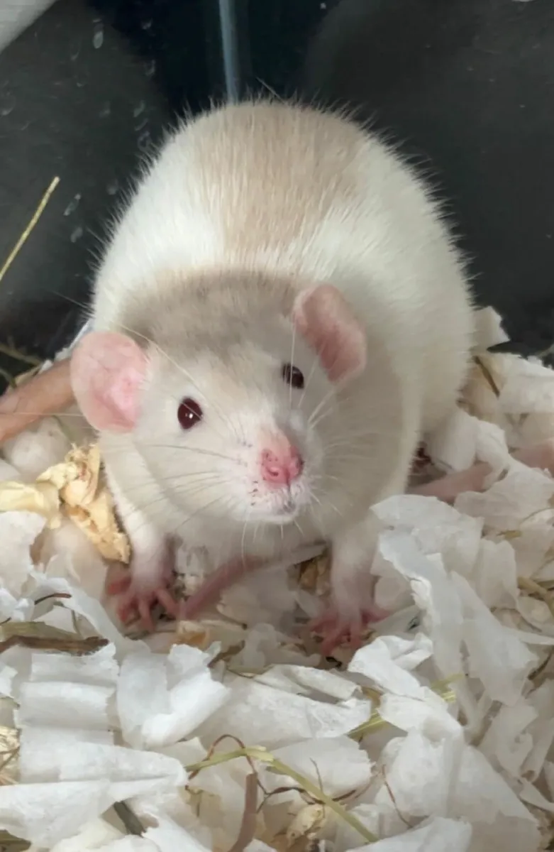 Rats - Image 1