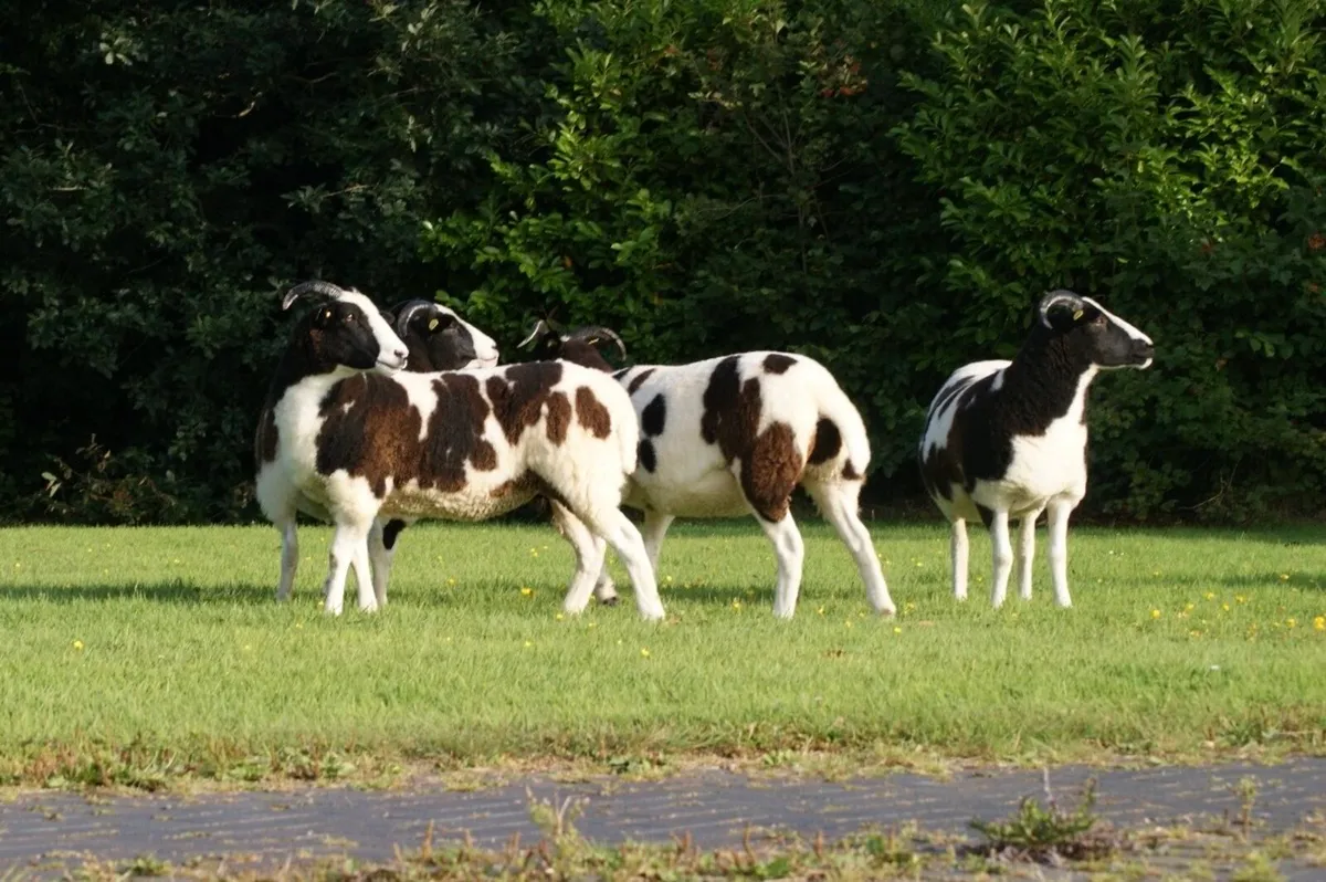 Pedigree Jacob Ewes & Ewe Lambs - Image 3