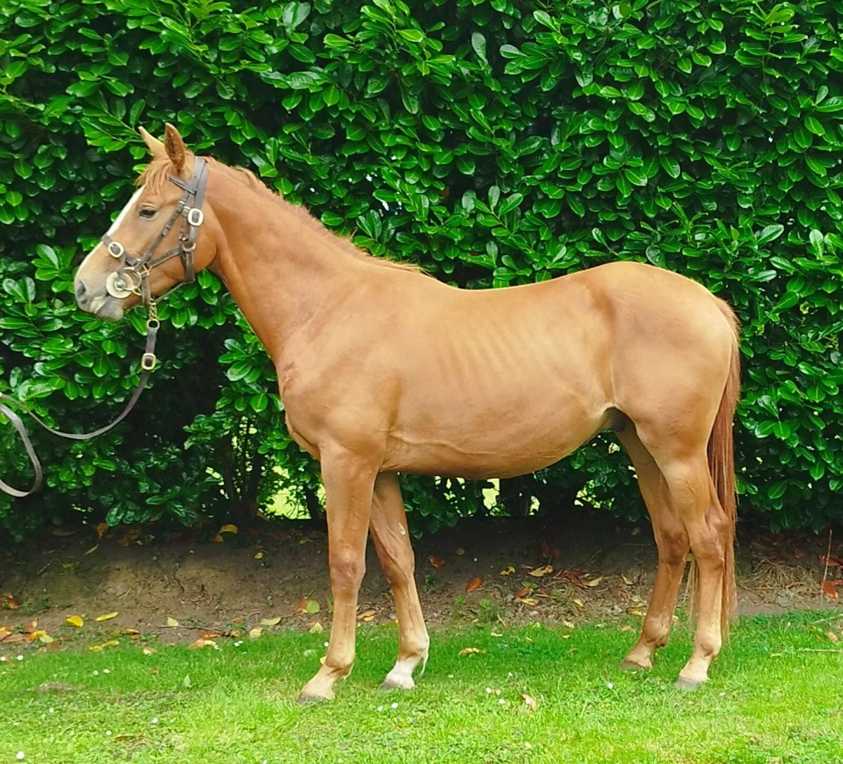 2yr Old Chestnut Gelding - Image 1