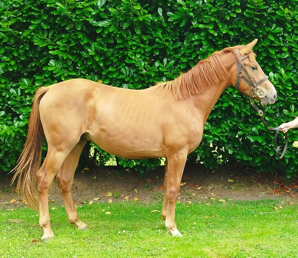 2yr Old Chestnut Gelding - Image 2