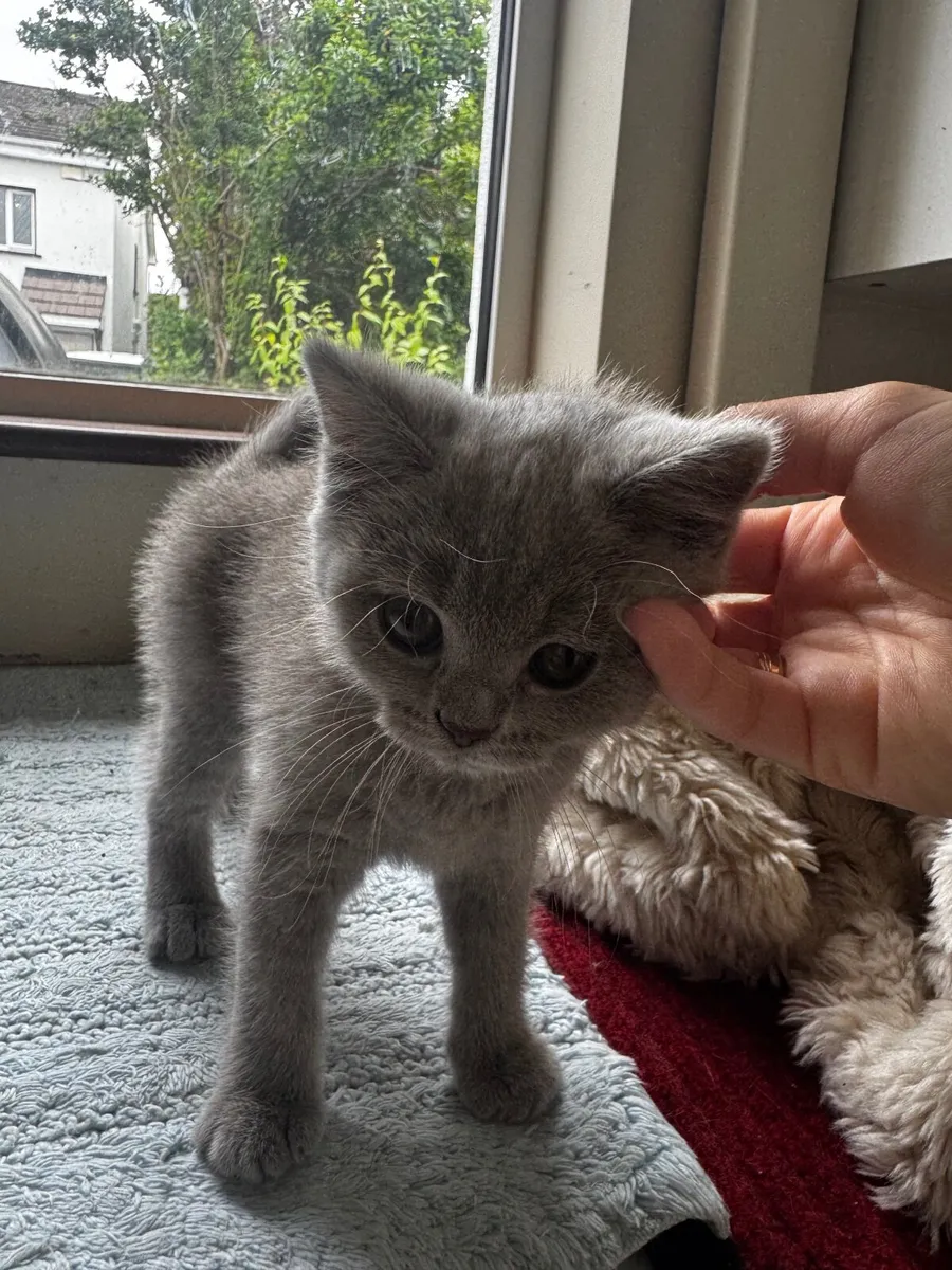 British shorthair kittens - Image 1