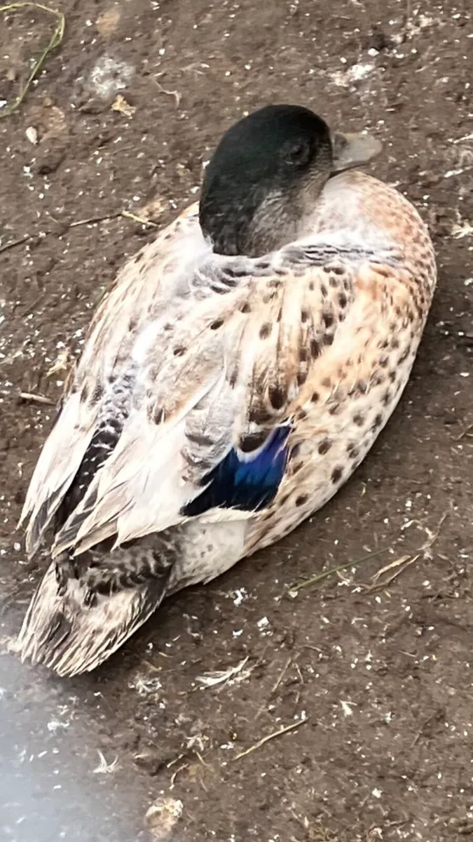 Call ducks/ Serama’s - Image 2