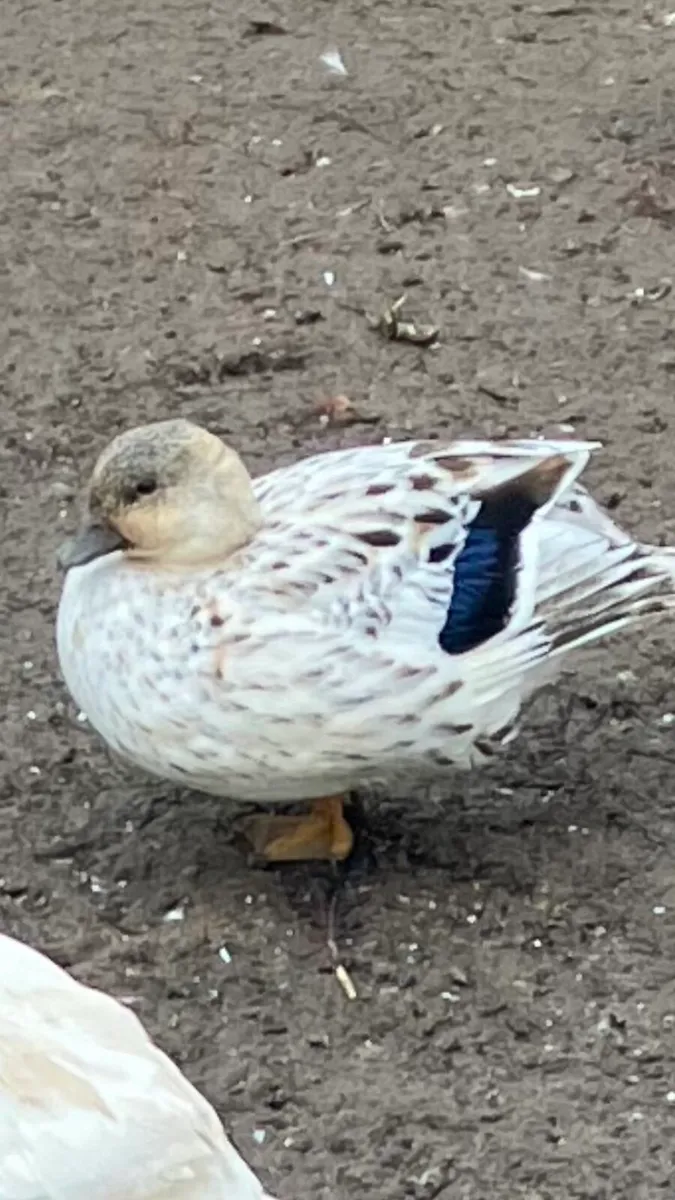 Call ducks/ Serama’s - Image 3