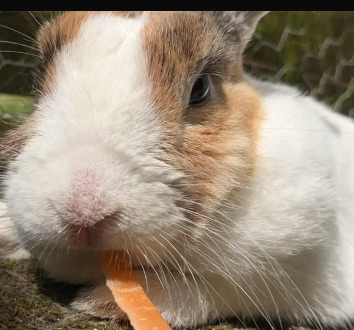 Free Your Rabbit - Image 1
