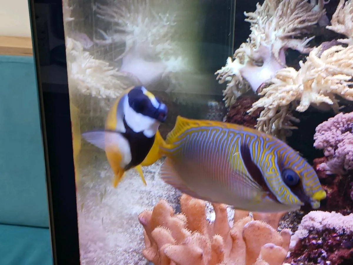Foxface Rabbitfish (Siganus vulpinus) - Image 2