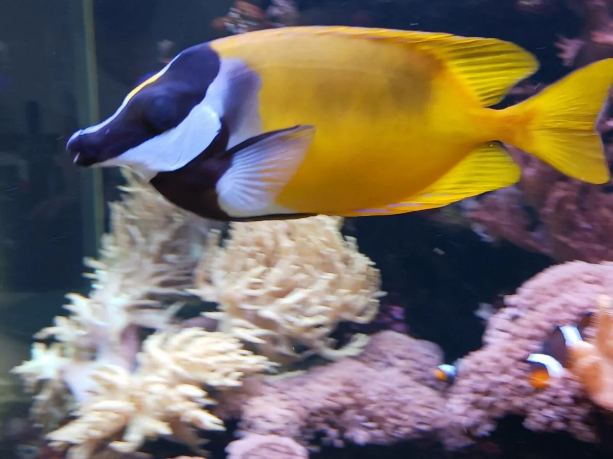 Foxface Rabbitfish (Siganus vulpinus) - Image 3