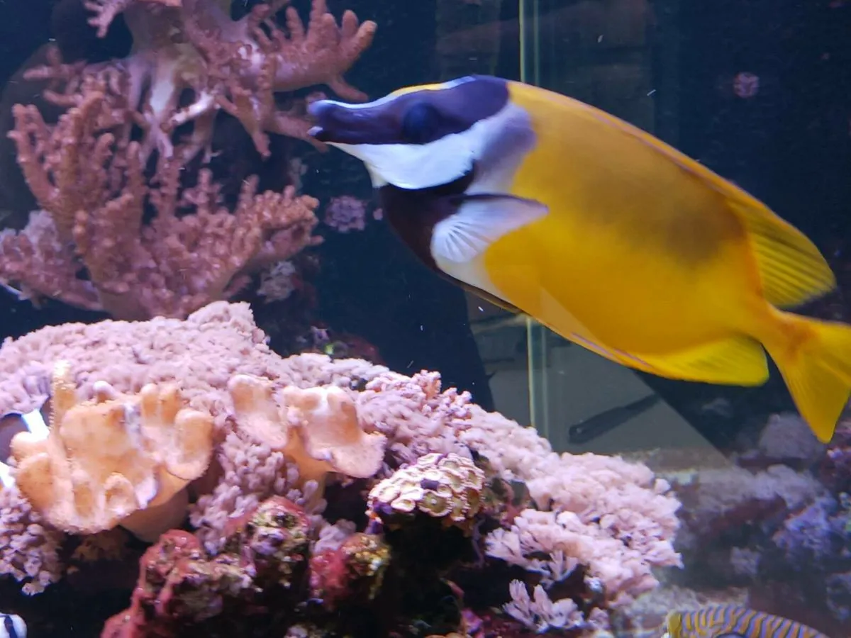 Foxface Rabbitfish (Siganus vulpinus) - Image 4