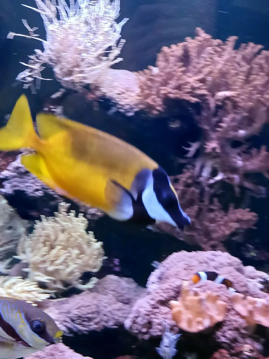 Foxface Rabbitfish (Siganus vulpinus) - Image 1