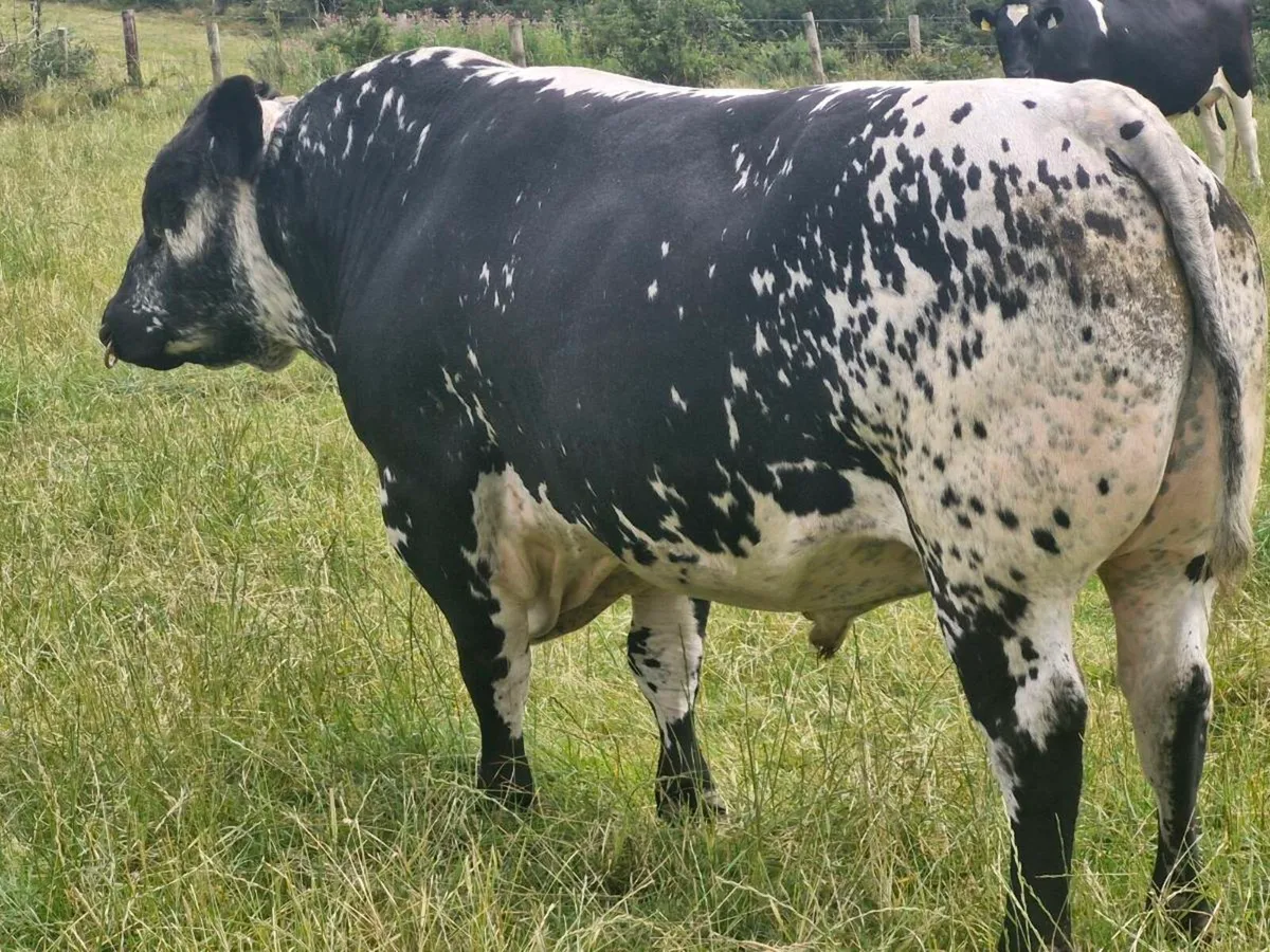 P.B.R. speckle park bull - Image 2