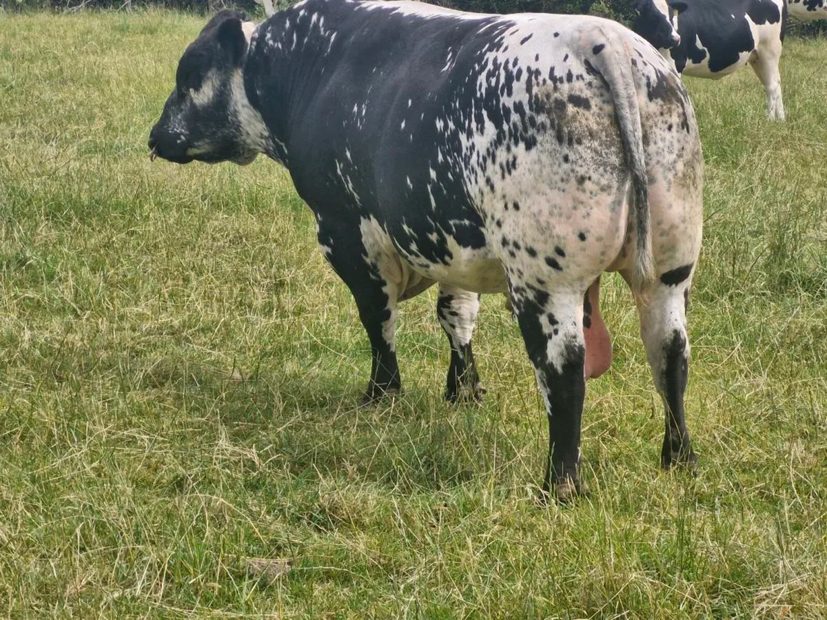 P.B.R. speckle park bull - Image 3