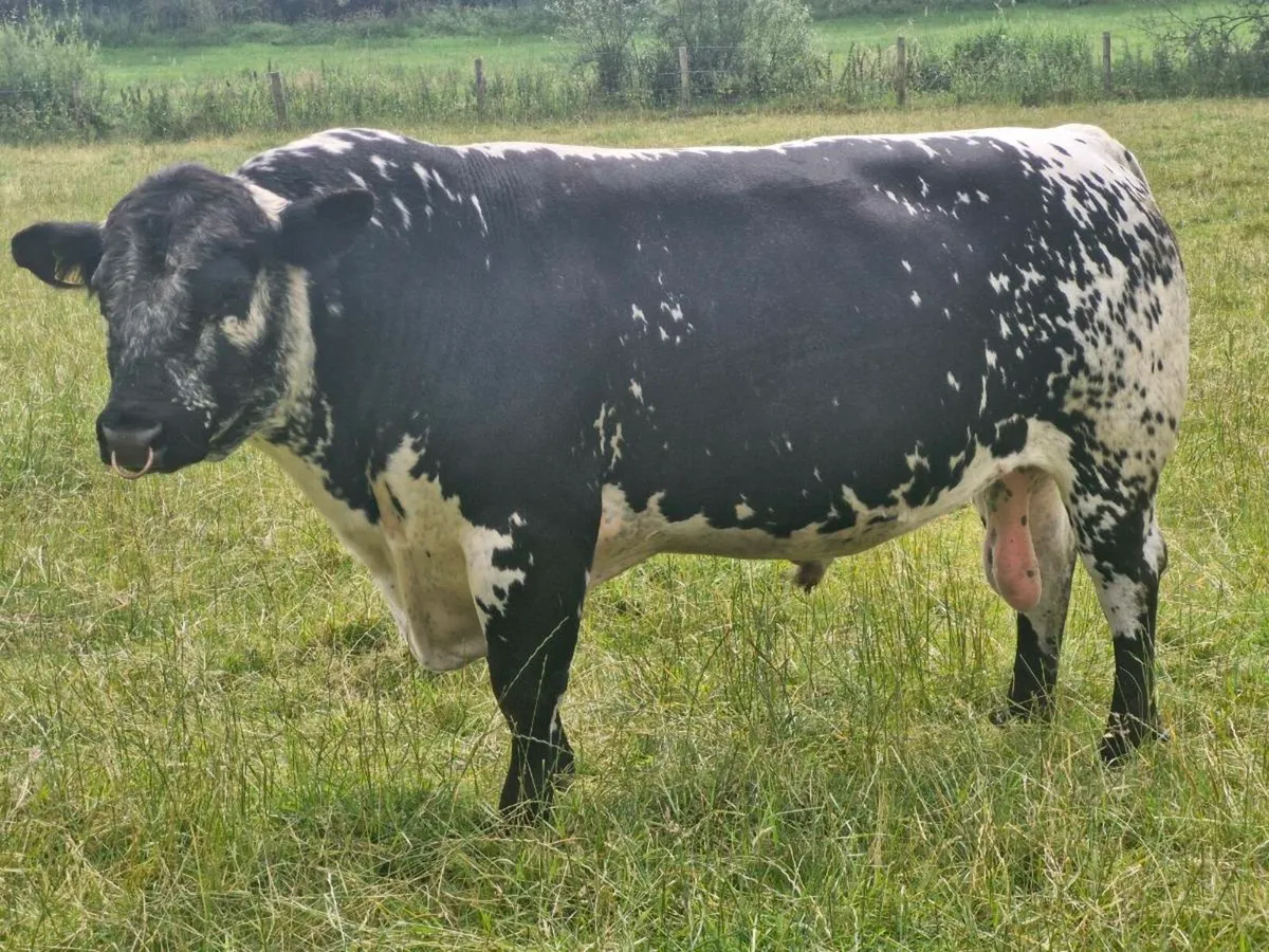 P.B.R. speckle park bull - Image 1