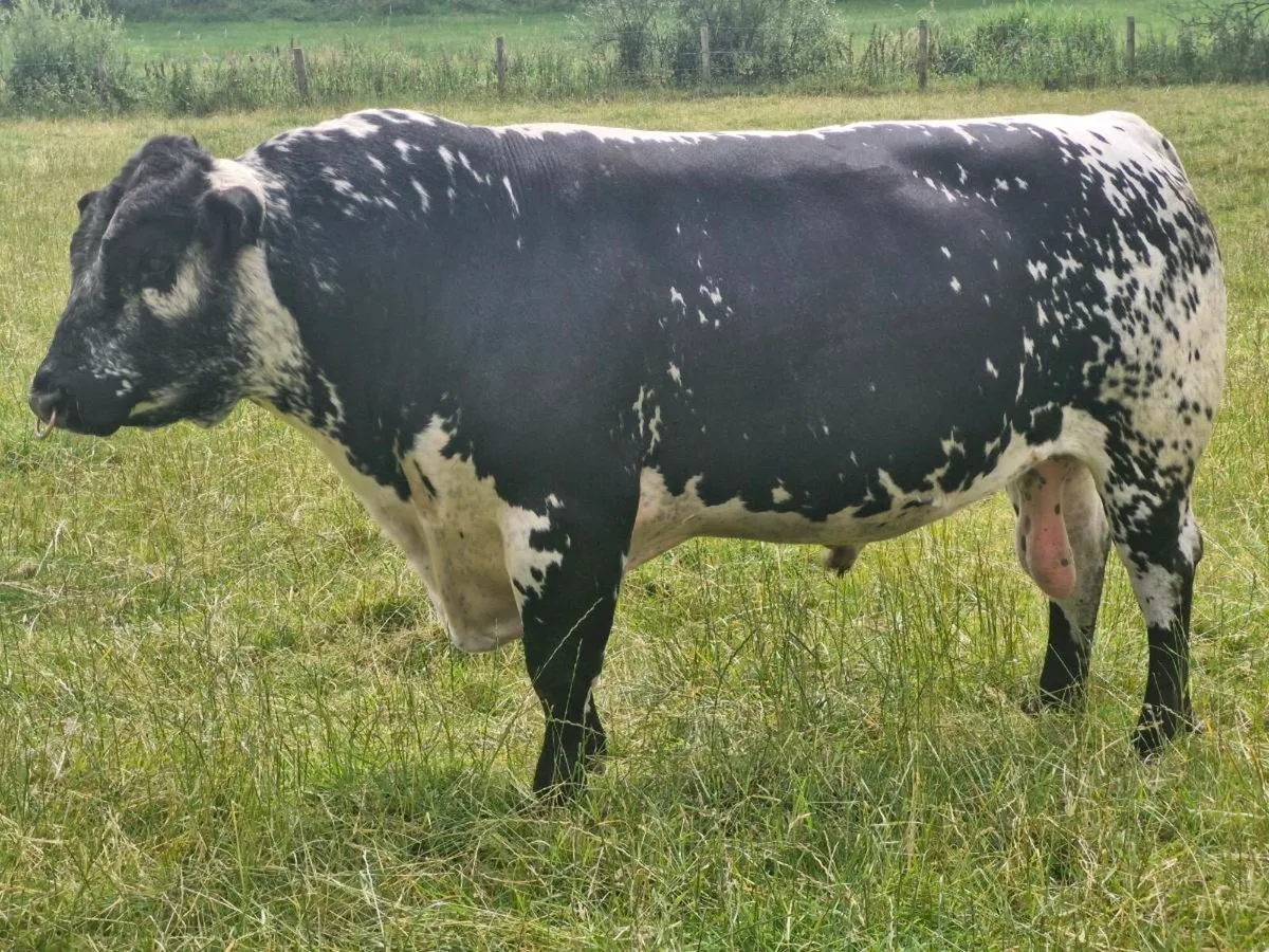 P.B.R. speckle park bull - Image 4
