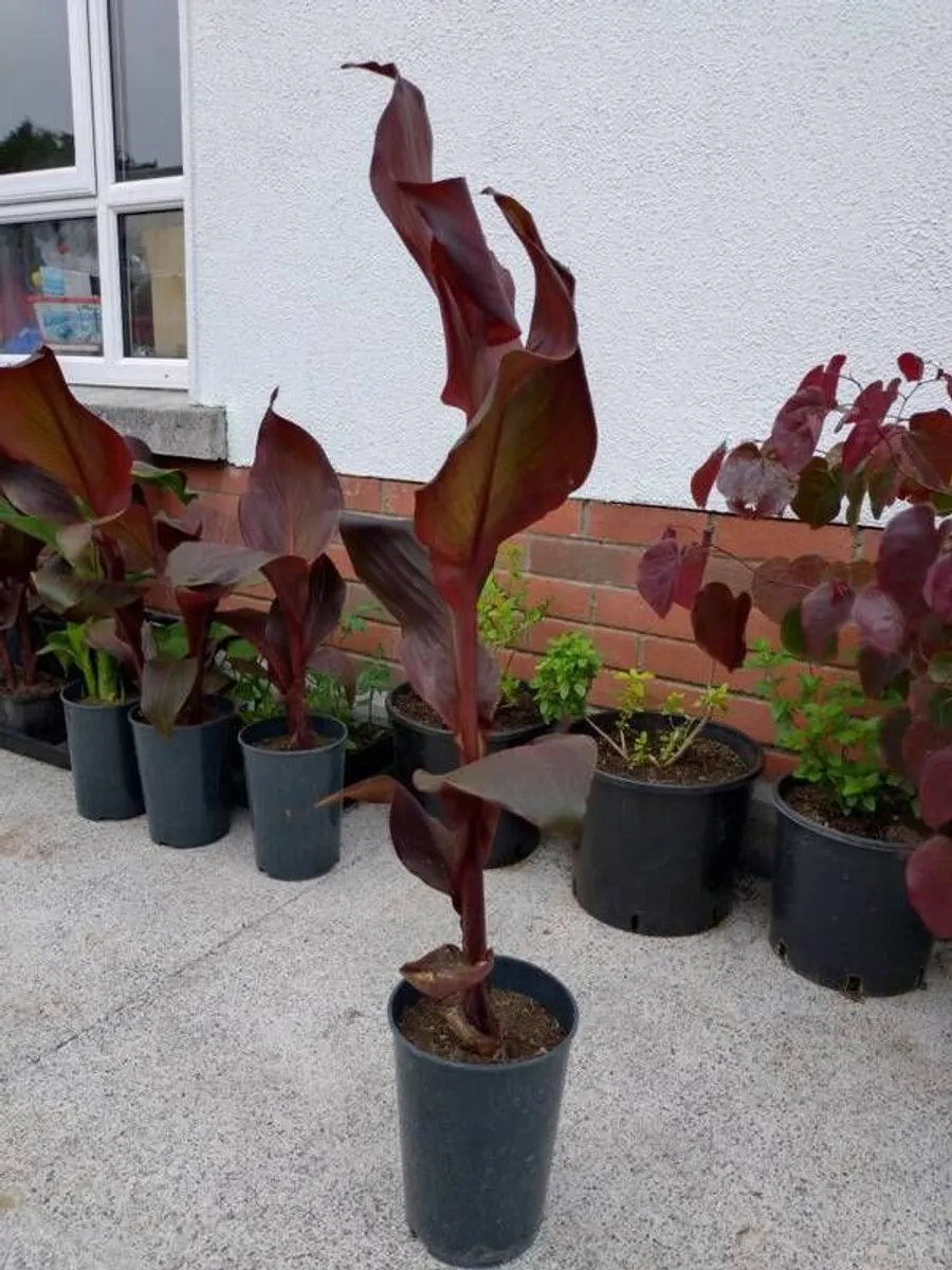 Ten Euro Dublin Delivery - Last Few Canna Lily - 110cm High - Image 2