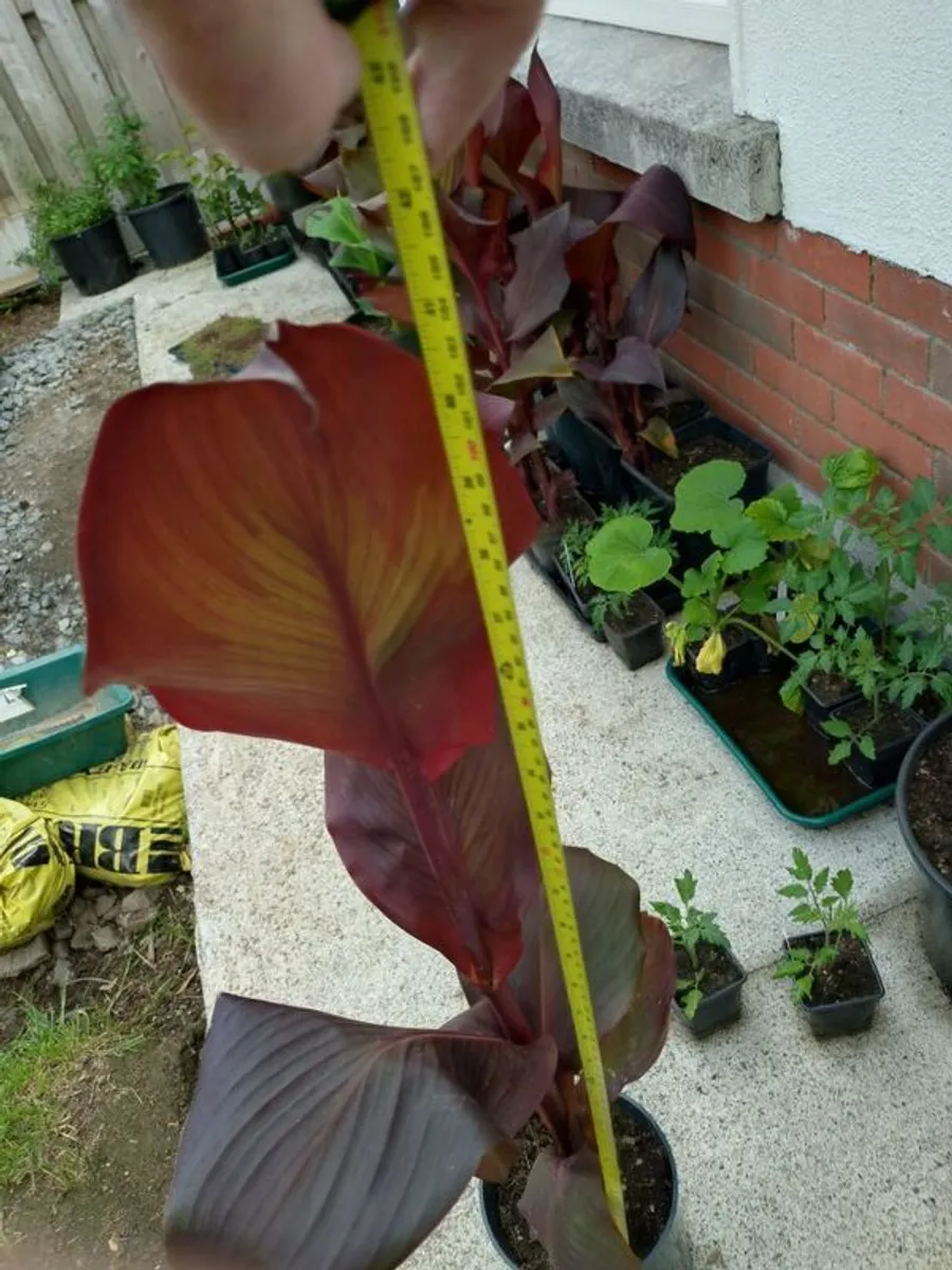 Ten Euro Dublin Delivery - Last Few Canna Lily - 110cm High - Image 3