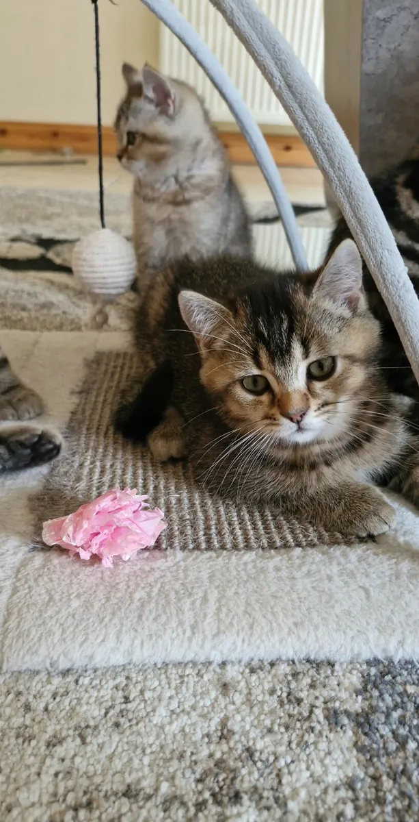 Golden Marble British Shorthair Kittens - Image 2