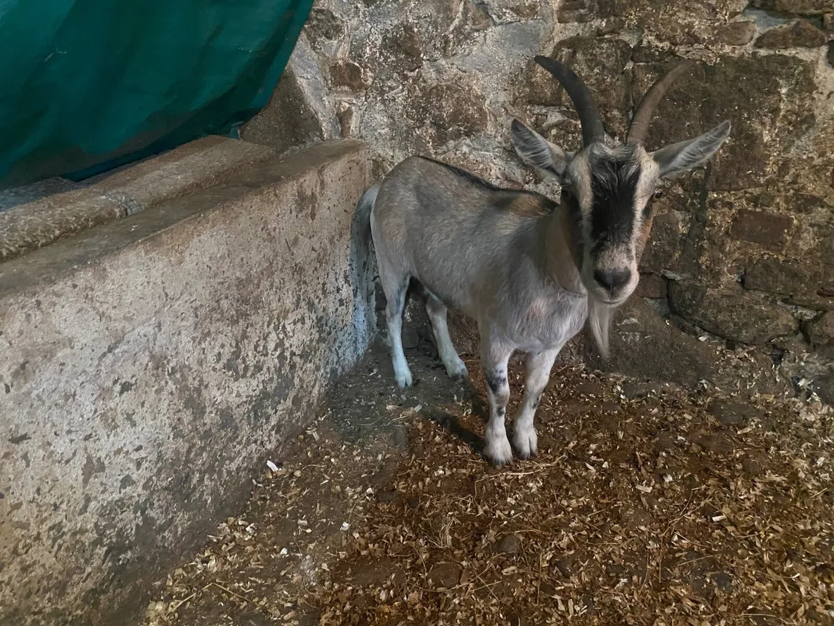 PYGMY FEMALE NANNY GOAT  NICE MARKINGS - Image 2