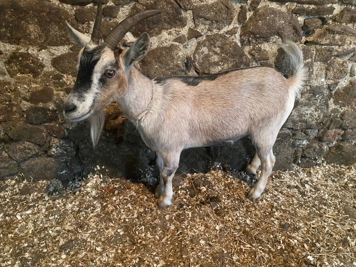 PYGMY FEMALE NANNY GOAT  NICE MARKINGS - Image 3